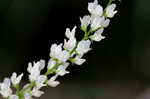 White sweetclover